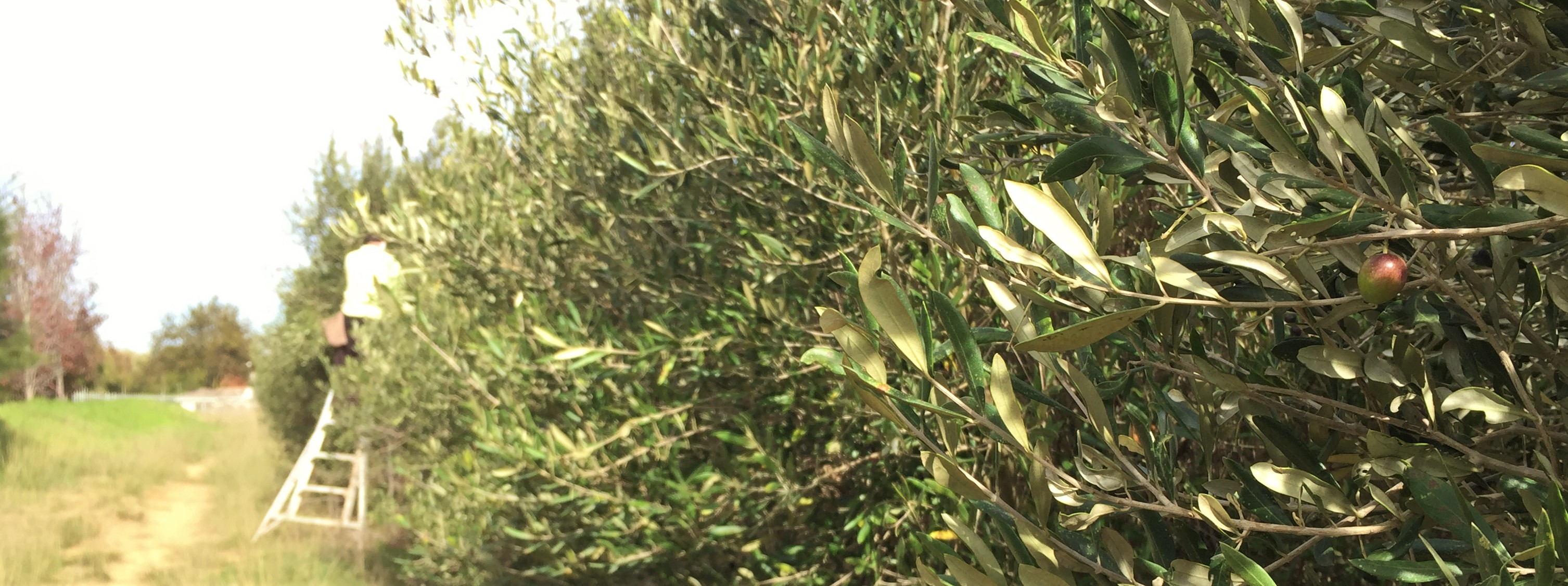Horizon House Eco Therapy