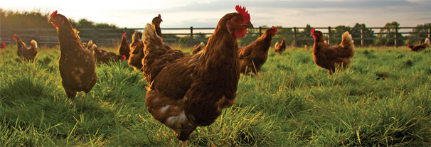 Where to Buy our Free Range Eggs
